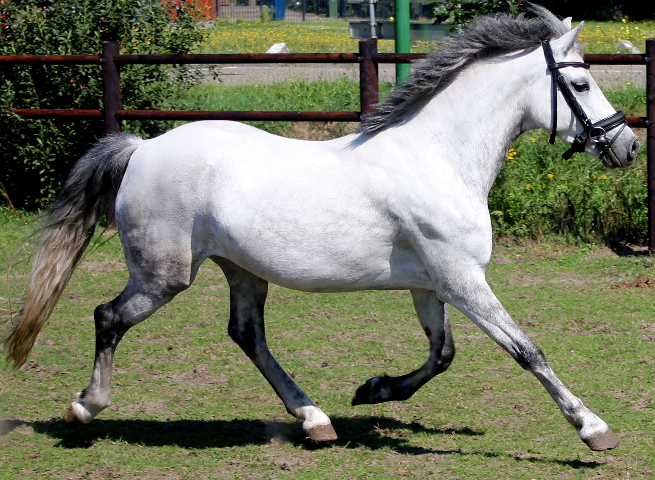 Ongekend Foto's pony's en paarden | Manege Hooidonk LH-69