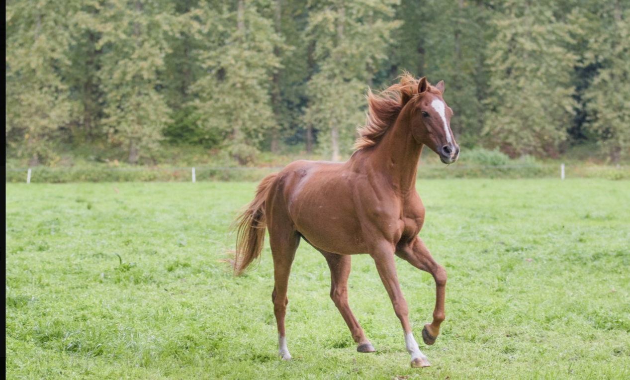 pony's en paarden | Manege Hooidonk