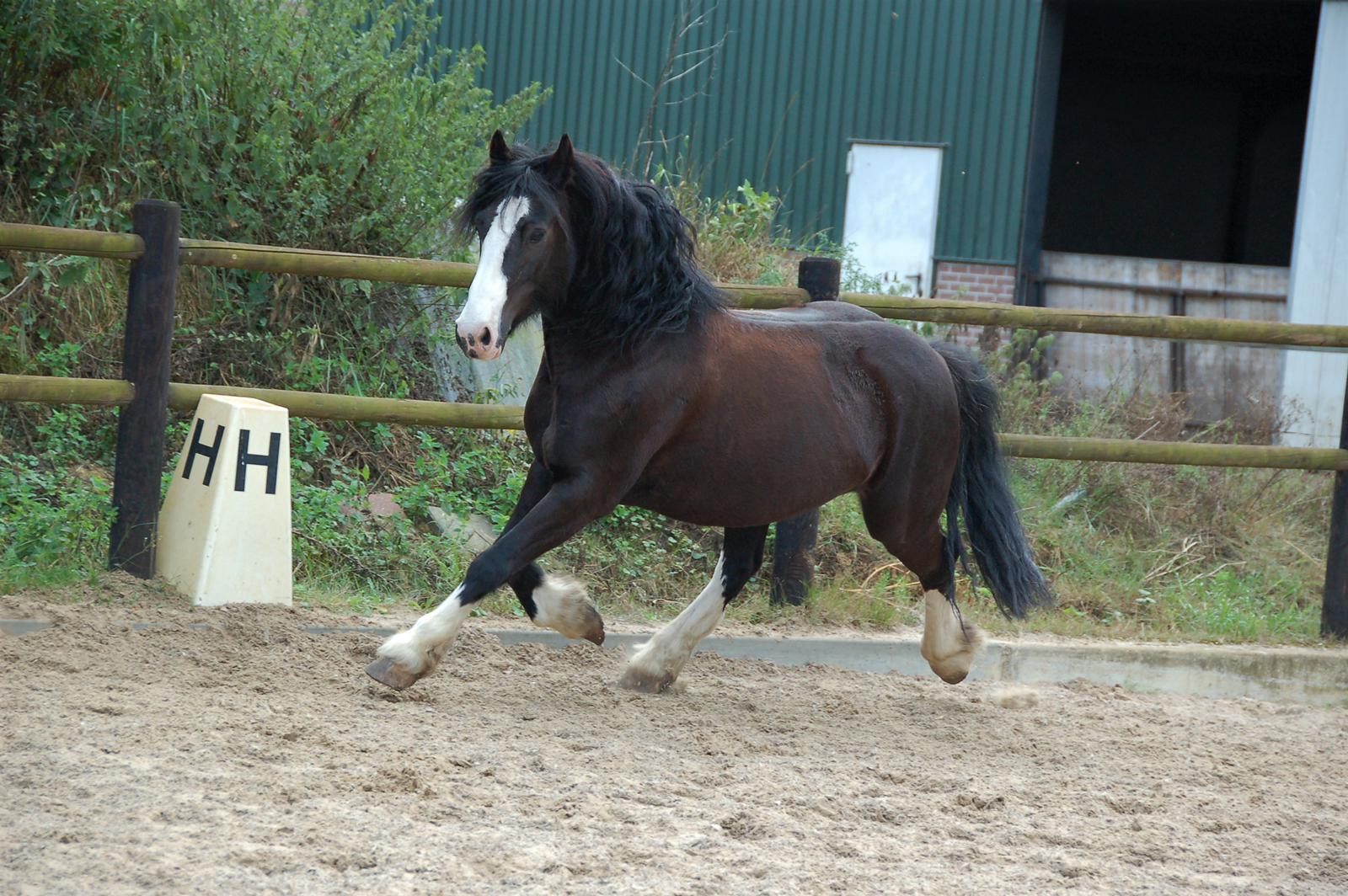 deelnemen Verbaasd Crimineel Foto's pony's en paarden | Manege Hooidonk