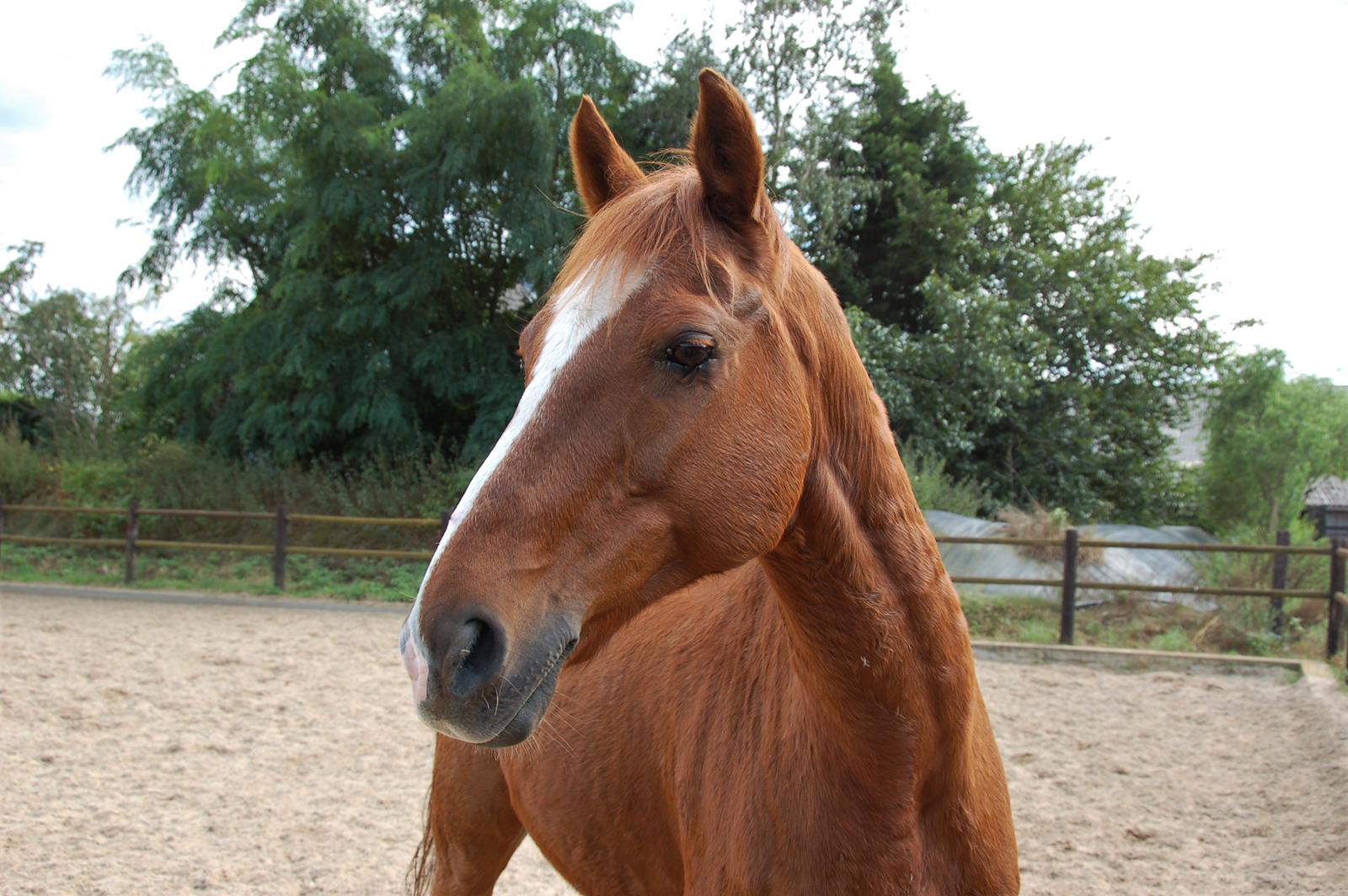 pony's en paarden | Manege Hooidonk